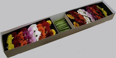 Germini mix in row