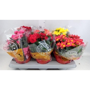 Begonia elat. DU   ...mix