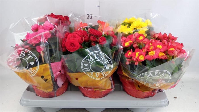 <h4>Begonia elat. DU   ...mix</h4>