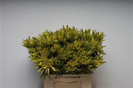 <h4>Leucad Pizza</h4>