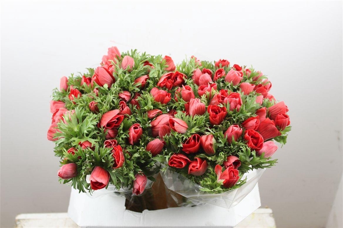 <h4>Anem Marianne Red</h4>