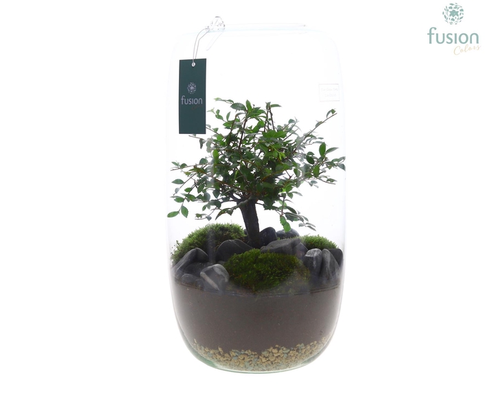 <h4>Green Bottle Isabella XXLarge met Bonsai</h4>