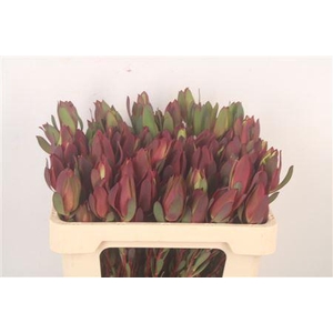 Leucad Saf Sunset Spray X50