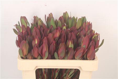 <h4>Leucad Saf Sunset Spray</h4>