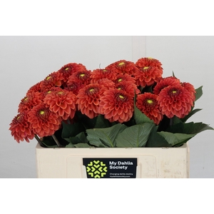 Dahlia Orange Fox