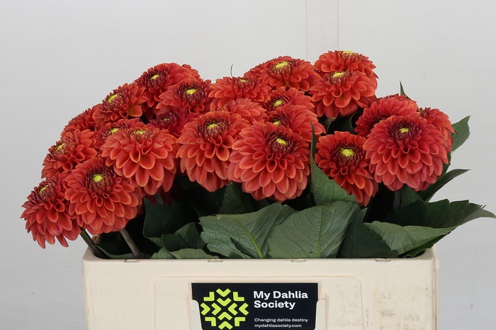 <h4>Dahlia Orange Fox</h4>