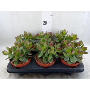 Crassula  'Minova Magic'
