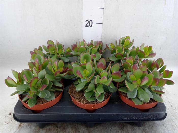 <h4>Crassula  'Minova Magic'</h4>