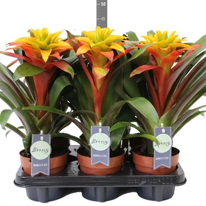 Guzmania  'Fiero Yellow'