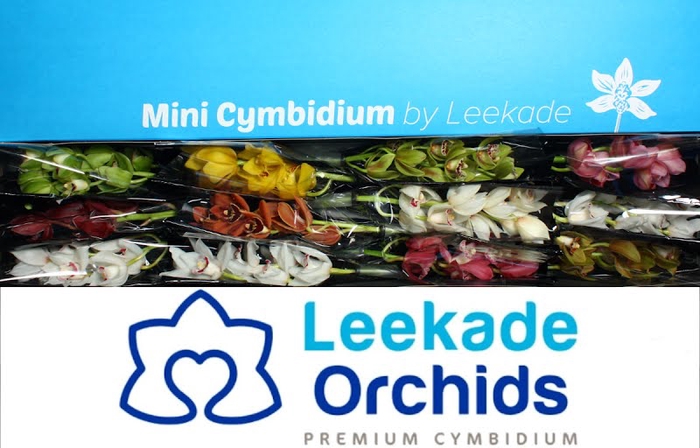 <h4>Cymbidium Mini Mix X12 614 Leekade</h4>