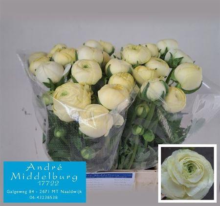 <h4>Ran El Creme</h4>