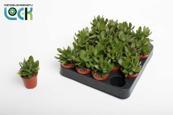 <h4>Crassula Moneymaker</h4>