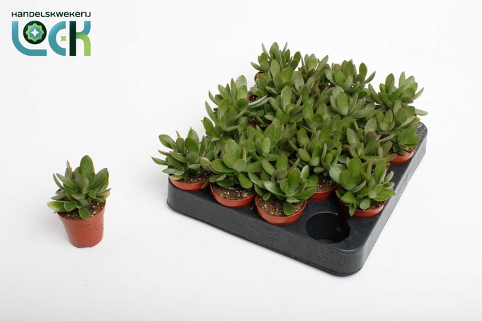 <h4>Crassula Moneymaker</h4>