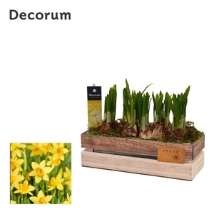 Narcis Wooden Box HL11623N