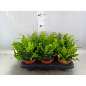 Asplenium nidus 'Crispy Wave'