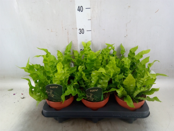 <h4>Asplenium nidus 'Crispy Wave'</h4>