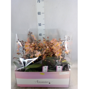 Phalaenopsis multi.   ...rose