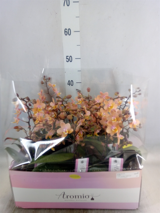 <h4>Phalaenopsis multi.   ...rose</h4>