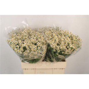 Tanacetum Single Vegmo