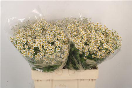 <h4>Tanacetum Single Vegmo</h4>