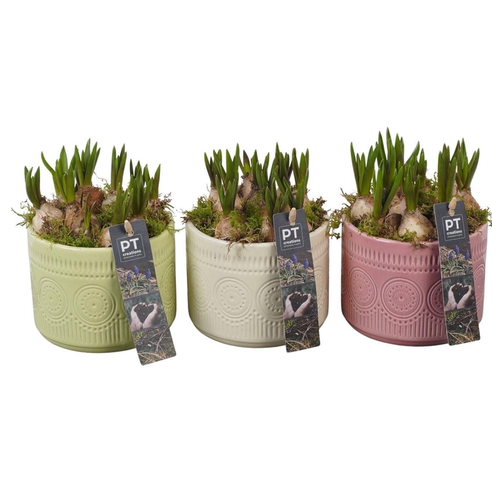 <h4>Arr. Muscari L%</h4>