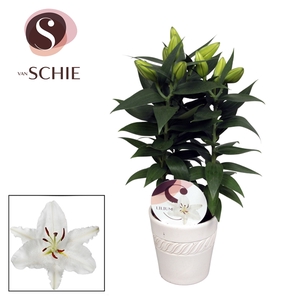 Oriental White 13cm keramiek LINO