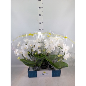 Phalaenopsis   ...white
