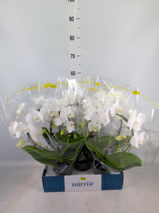 <h4>Phalaenopsis   ...white</h4>