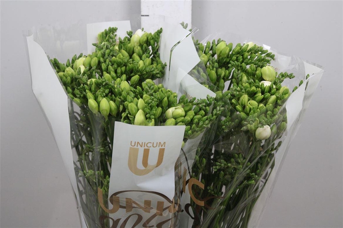 <h4>Fr Du Paris</h4>