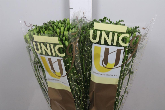 <h4>Fr En Corvette</h4>