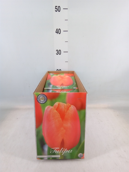 <h4>Tulipa   ...flowerbulbs</h4>