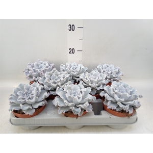 Echeveria   ...