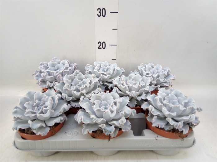 <h4>Echeveria   ...</h4>
