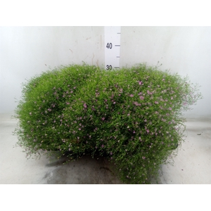 Gypsophila muralis 'Gypsy'