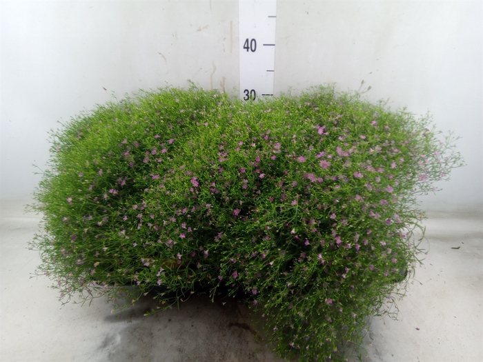 <h4>Gypsophila muralis 'Gypsy'</h4>