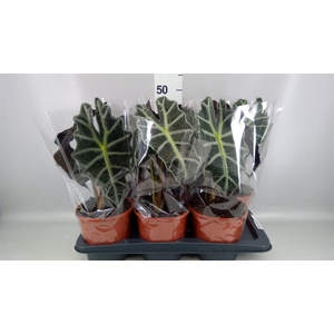 Alocasia amazonica 'Polly'