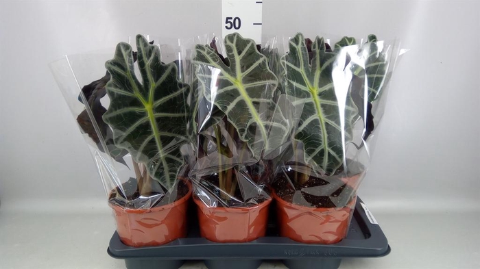 <h4>Alocasia amazonica 'Polly'</h4>