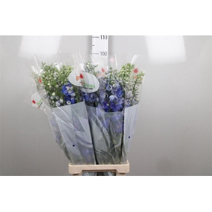 Delph Du Guard Blue