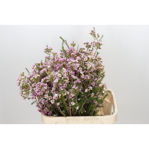 Chamelaucium Leilani