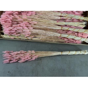 Df Lagurus Bs 50g/70cm L.pink