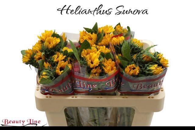 <h4>HELI SUNOVA</h4>