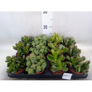 Crassula   ...mix