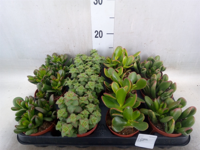 <h4>Crassula   ...mix</h4>