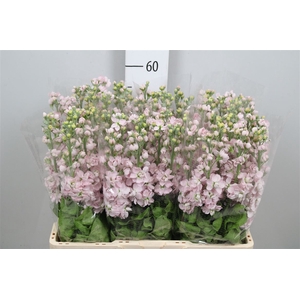 Matth Milla Light Pink