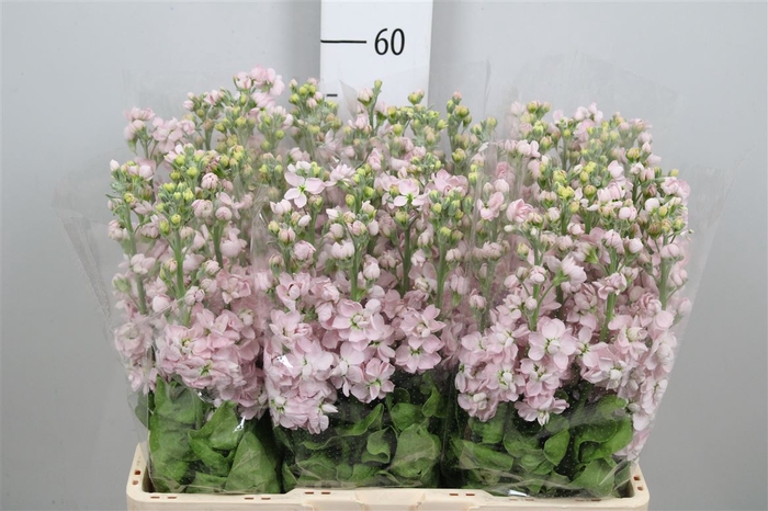 <h4>Matth Milla Light Pink</h4>