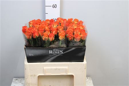 <h4>R Gr Clarence+</h4>