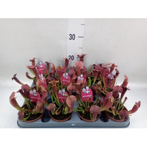 Sarracenia   ...