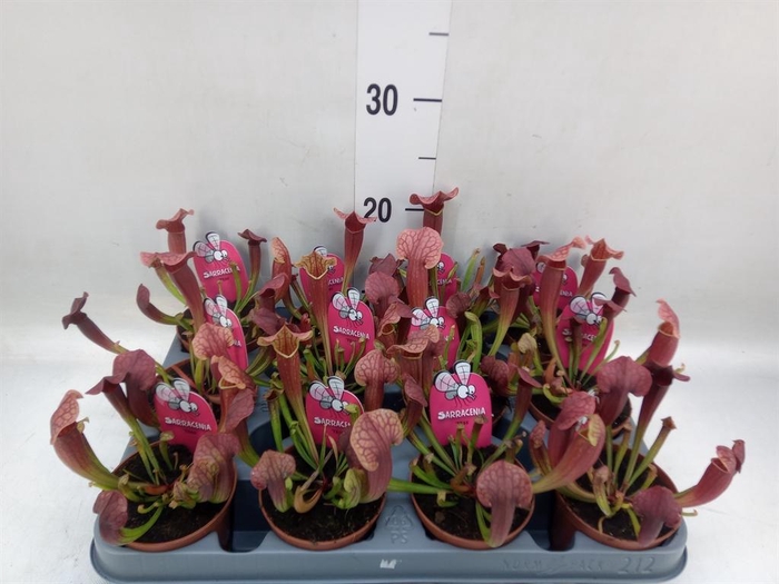 <h4>Sarracenia   ...</h4>