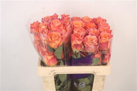 <h4>R Gr Ec Free Spirit</h4>