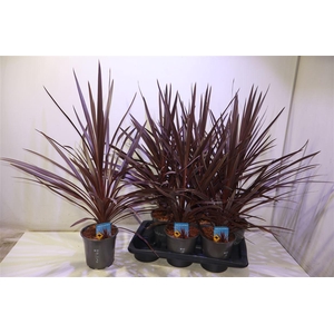 arr8 Cord Aus Red Star